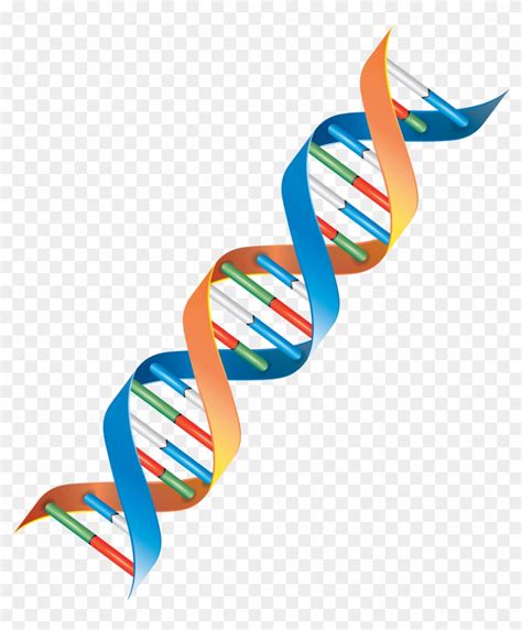 Genomics Clipart Dna Strand Png Free Transparent Png Clipart Images Download