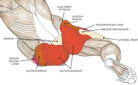 Glutes Muscle Diagram Butt Muscle Anatomy Anatomy Drawing Diagram