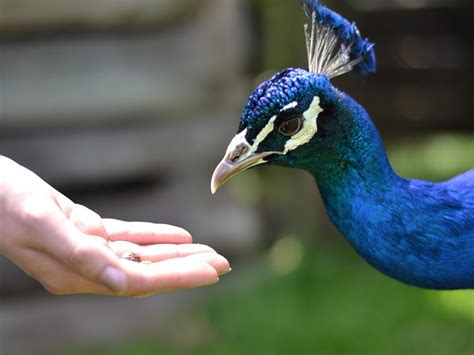 What Do Peacocks Eat Complete Guide Unianimal