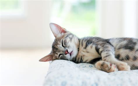 Want To Improve Your Memory Take A Cat Nap Mattress Depot Usa