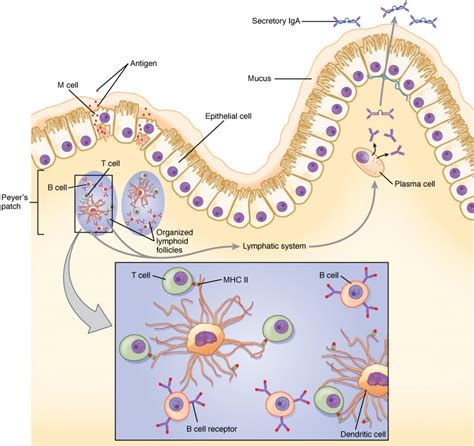 The Immune Response Against Pathogens Anatomy And Physiology