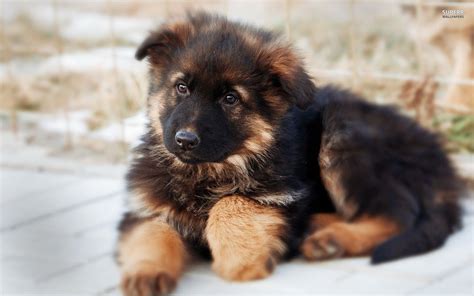 German owned and operated kennel with over twenty years experience. All You Need To Know About The German Shepherd Dog | TheThings