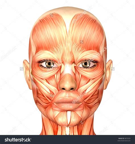 Diagrama De Los Musculos De La Cara