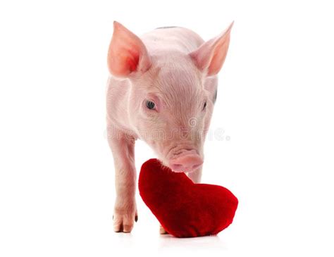 337 Happy Cute Pig Heart Stock Photos Free And Royalty Free Stock