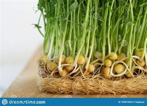 Young Pea Sprouts Growing Microgreen Close Up Stock Photo Image Of