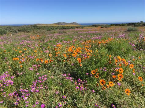 Flowers that bloom all year south africa. Why a South African Desert Blooms Into an Annual Flower ...