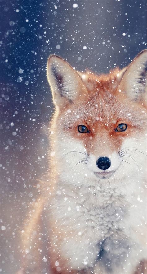 Download Cute Fox In Winter Wallpaper