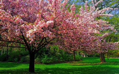 Landscape Nature Cherry Blossom Trees Lawns Park Flowers Spring Pink