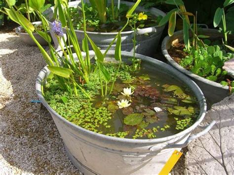 Hrb zinkeimer, eimer verzinkt, ascheeimer verschiede größen/mengen (1 stück, 15 liter) zinkeimer 7 liter, eimer verzinkt, dekoeimer, blecheimer metalleimer wassereimer. Zinkwanne als Miniteich mit Zwergseerosen, lovely (Pour ...