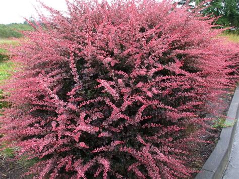 Purchased from elizabeth's flower shop. Small Garden Evergreen Shrubs ideas with Evergreen shrub ...