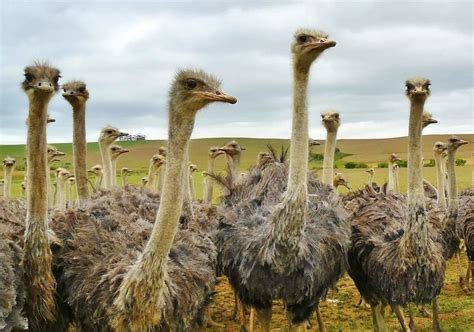 Ostriches Birds Animal Encyclopedia