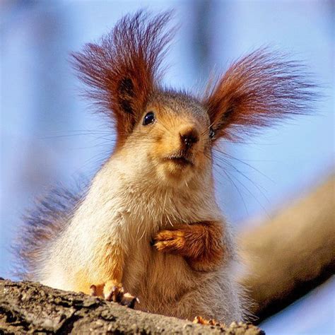 Exotic Animal Photos Bing Images The Animals Funny Animals Squirrel