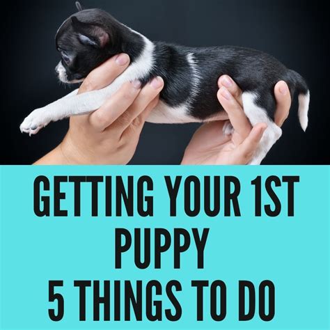 What To Do When You Get Your First Dog