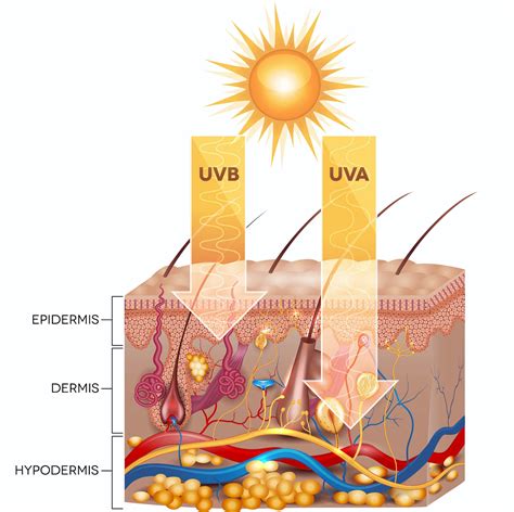 Explainer What Happens To Your Skin When You Get Sunburnt