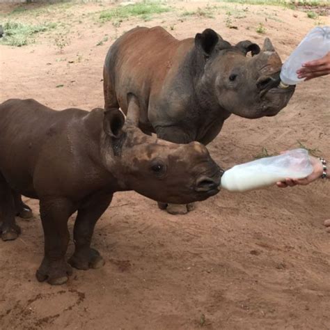 Project Rhino Milk Baby Rhino Rescue