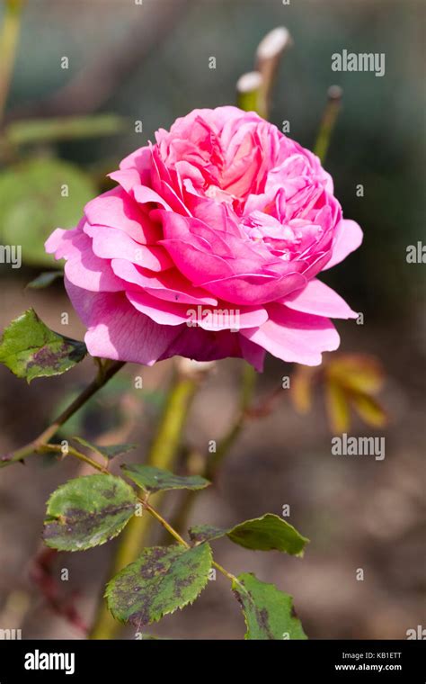 David Austin Bred English Shrub Rose Rosa Heritage Has Fully Double