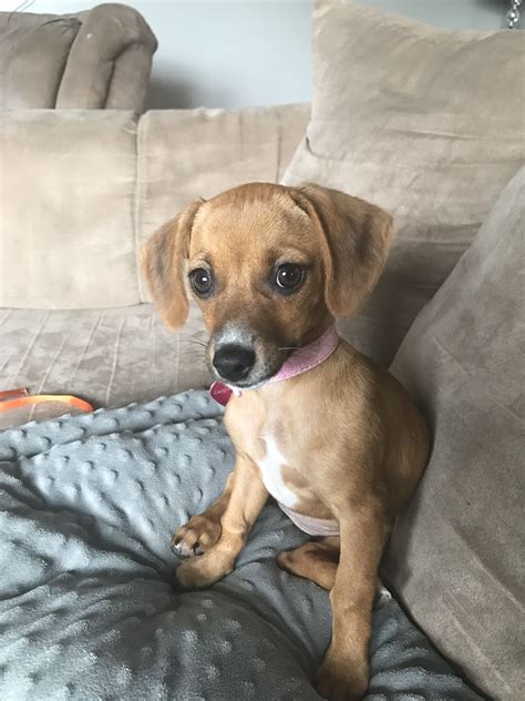Chiweenie Puppy 12 Weeks My Sweet Daisy Mae ️ ️ Chiweenie Dogs