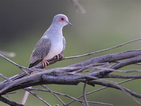 Diamond Dove Ebird