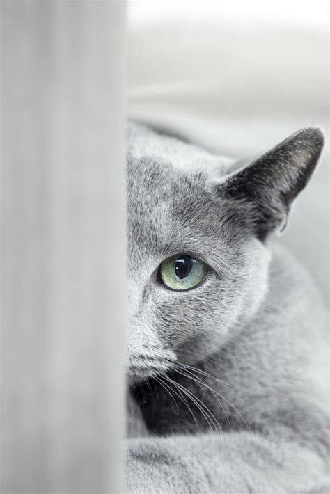 Russian blue cat information, pictures, facts and videos.refined, somewhat reserved cat, they can be shy with strangers, are fastidiously clean and like because this is a fairly popular cat, breeders of pedigree russian blue kittens can be found relatively easily, and the price is usually fairly affordable. Russian Blue Cats & Allergies | Cuteness | Russian blue ...
