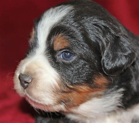 I am located on the western slope of colorado. Available Puppies | Mini Aussies in Colorado