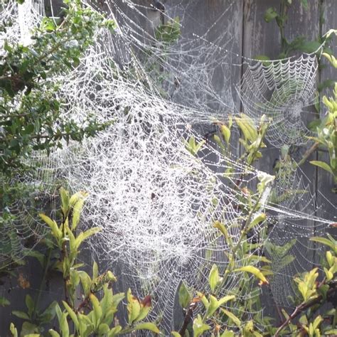 Orb Weaver Spiders Make Intricate Webs Mendonoma Sightings