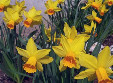 Subito a casa e in tutta sicurezza con ebay! Fiori Gialli Con Bulbi - Fioreria Battistella Barberi ...