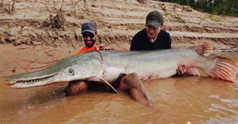 They're not going to win a beauty pageant any time soon, thanks to a mouth full of sharp teeth. Fighting Dinosaurs — Alligator Gar — on Hook | Grand View Outdoors