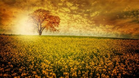 2364 Ultra Hd Wallpaper 8k Resolution 7680x4320 Nature Flower Field