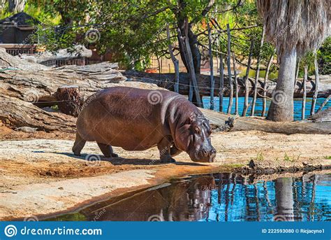 Hippo At The Werribee Open Range Zoo Melbourne Stock Photo Image Of