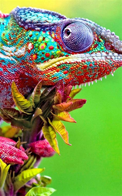 Download the free graphic resources in the form of png, eps. Colorful Chameleon Close Up iPhone 6 Plus HD Wallpaper HD ...