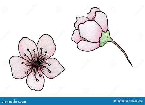 Cherry Blossom Illustration Simple Hand Drawn Sakura Flowers Isolated