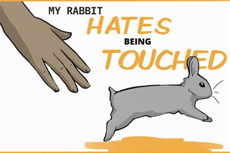 My Rabbit Doesnt Like To Be Touched How To Desensitize Your Rabbit