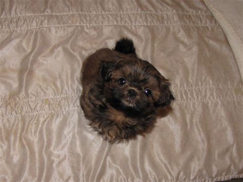 Before buying a puppy it is important to understand the associated costs of owning a dog. "FANCY LADY'S Past Puppies*** | Shih tzu, Baby shih tzu, Puppy tattoo