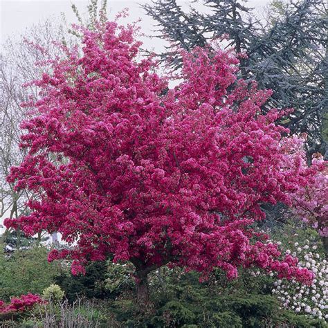 Продажа Malus Profusion Декоративная яблоня Богатсво Профьюжен малус в