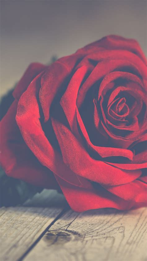 Download Wallpaper Perfect Red Rose 1242x2208