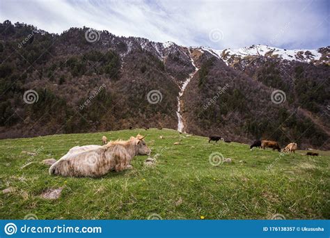 Cow In Caucasus Mountains Landscape Karachay Cherkessia Russia Stock