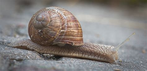 Roman Snail Roman Snail Helix Pomatia Crawling On A Conc Flickr