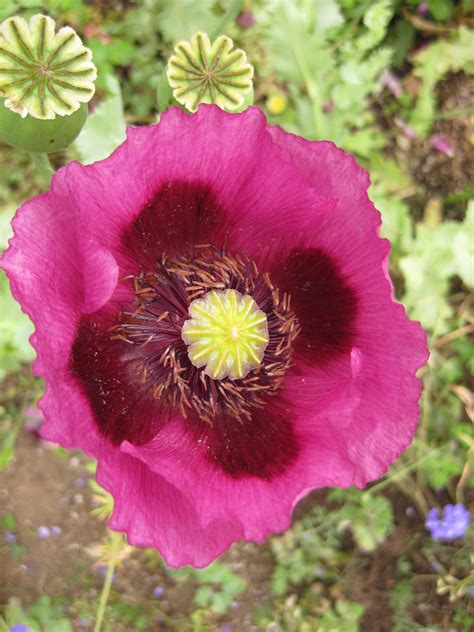 Opium Poppy Flowers Papaver Somniferum Opiate Addiction And Treatment