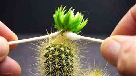 Strawflower Cactus Don`t Overlook This Beauty Unusualseeds