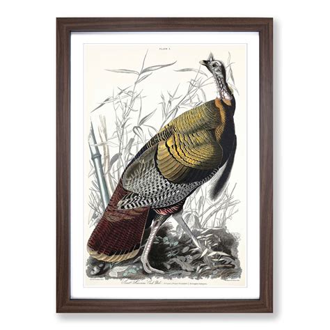 wild truthahn blumen vogel john audubon gerahmt leinwand wandkunst druck bild ebay