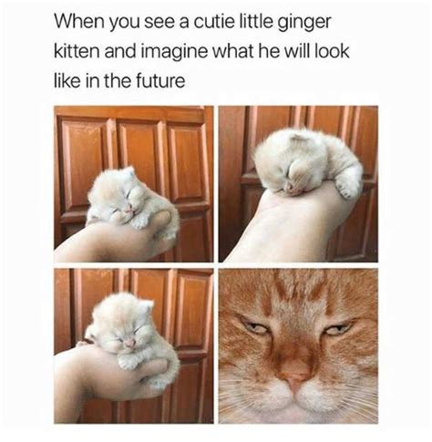 17 Of The Cutest And Most Adorable Kitten Memes To Brighten Your Day