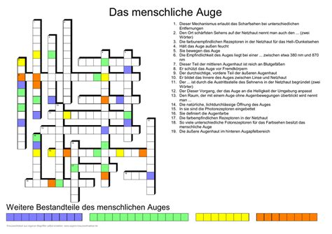 Das Menschliche Auge - Augustiner destiné Netzhaut Des Auges