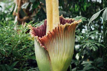 Possible rare reward for project paradise. Corpse Flowers 5e