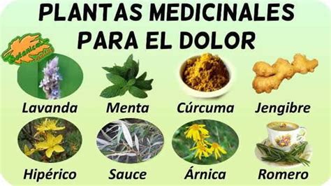 Plantas Medicinales Y Para Que Sirven Con Imagenes Plant Blog