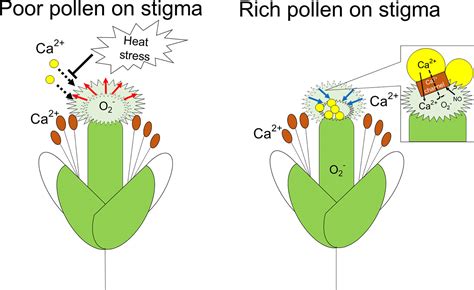 Frontiers Failure Of Pollen Attachment To The Stigma Triggers