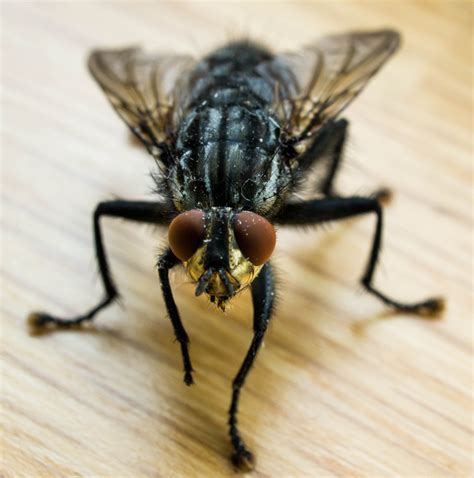 Fly Identification Types Of Flies House Fly Anatomy And Life Cycle