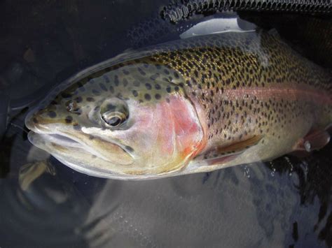 Maybe you would like to learn more about one of these? A new record rainbow trout -- from Mississippi?; Friday's ...