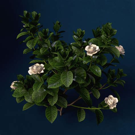 Xfrogplants Gardenia 3d Model Cgtrader