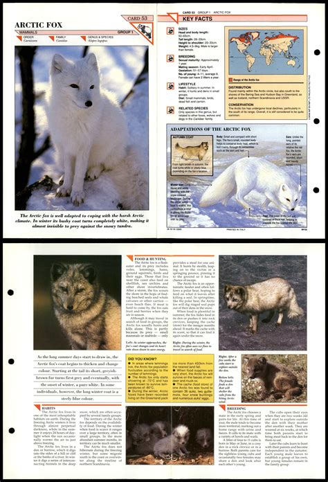 Arctic Fox 53 Mammals Wildlife Fact File Fold Out Card
