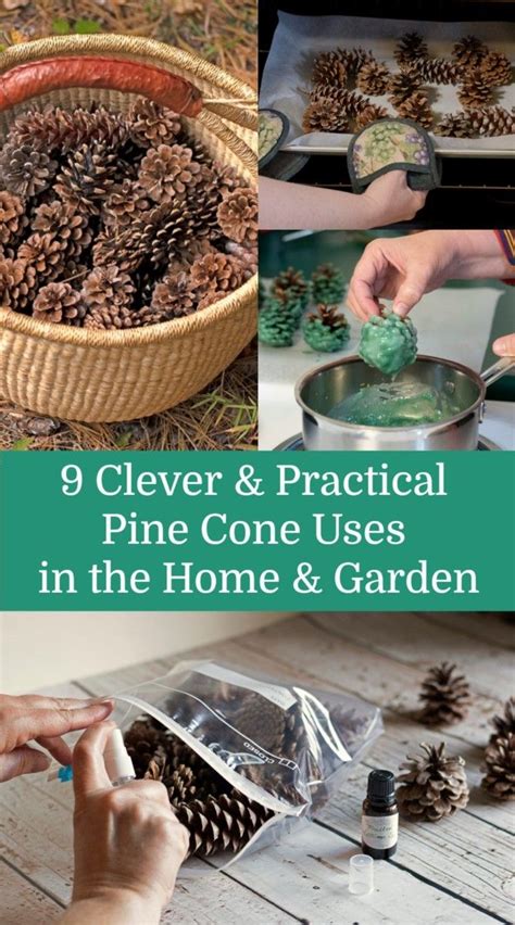 9 Clever And Practical Pine Cone Uses In The Home And Garden Pine Cone